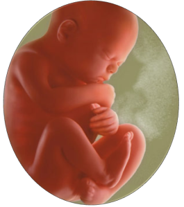 Baby in Womb1
